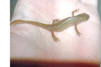 Lissotriton helveticus