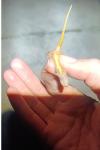 Lissotriton helveticus