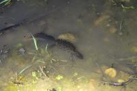 Triturus cristatus