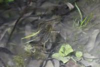 Lissotriton vulgaris