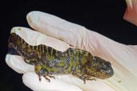Triturus marmoratus