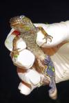 Triturus marmoratus