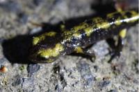 Salamandra salamandra