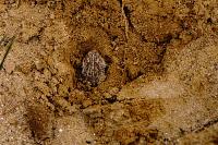 Epidalea calamita