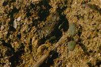Epidalea calamita