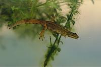 Lissotriton vulgaris