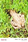 Rana dalmatina