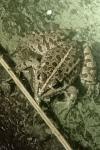 Pelophylax ridibundus