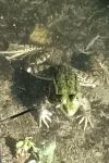 Pelophylax