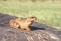 Rana temporaria