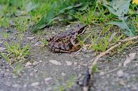 Rana temporaria