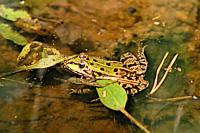 Pelophylax kl. esculentus