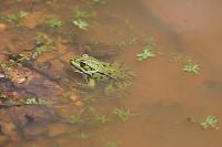 Pelophylax kl. esculentus