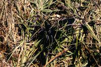 Bufo spinosus