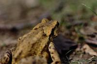 Bufo spinosus