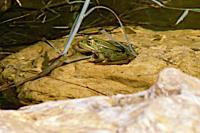 Pelophylax kl. esculentus