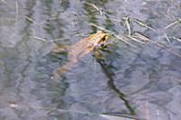 Bufo spinosus