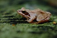 Rana dalmatina