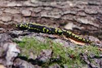 Triturus marmoratus