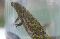 Triturus marmoratus