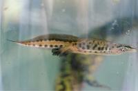 Lissotriton helveticus