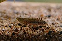 Triturus marmoratus