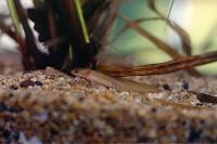 Lissotriton helveticus