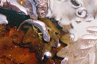 Ichthyosaura alpestris