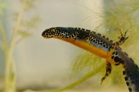 Ichthyosaura alpestris