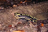 Salamandra salamandra