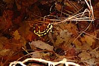 Salamandra salamandra