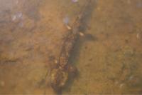 Salamandra salamandra