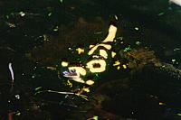 Salamandra salamandra