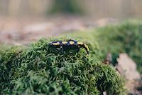 Salamandra salamandra