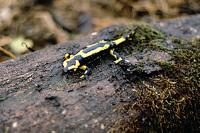 Salamandra salamandra