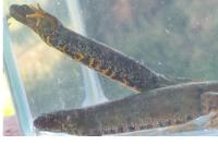 Triturus cristatus x T. marmoratus
