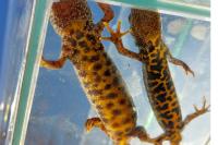 Triturus cristatus x T. marmoratus