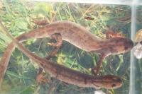 Triturus cristatus x T. marmoratus