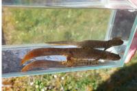 Triturus cristatus x T. marmoratus