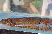 Triturus cristatus x T. marmoratus