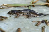 Ichthyosaura alpestris