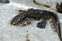 Lissotriton helveticus