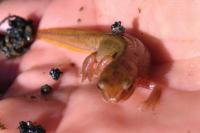 Lissotriton helveticus