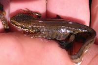 Lissotriton helveticus