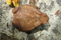 Bufo spinosus
