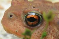 Bufo spinosus