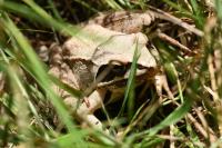 Rana dalmatina