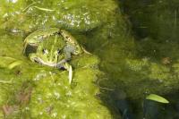 Pelophylax