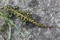 Triturus marmoratus