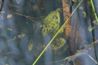 Pelophylax
